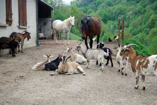 les trois maisons, gite de montagne en vallée d’aspe avec piscine, spa, sauna, animaux et stage sportif,